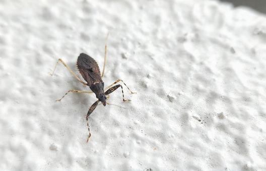 Photo, black assassin bug, insect, beetle, 