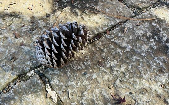 松ぼっくり 松ぼっくり,松,自然の写真素材