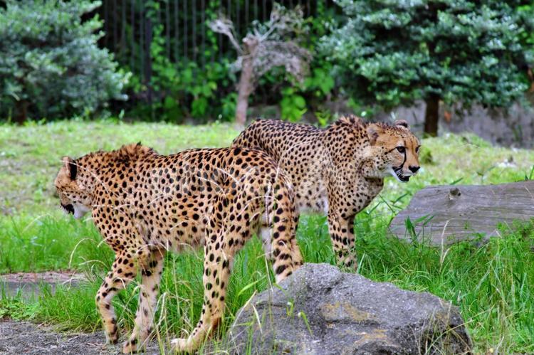 すれ違うチーターたち② チーター,ほぼねこ,動物の写真素材