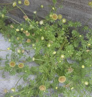 東京郊外の小さないのち 雑草,自然,道端の写真素材