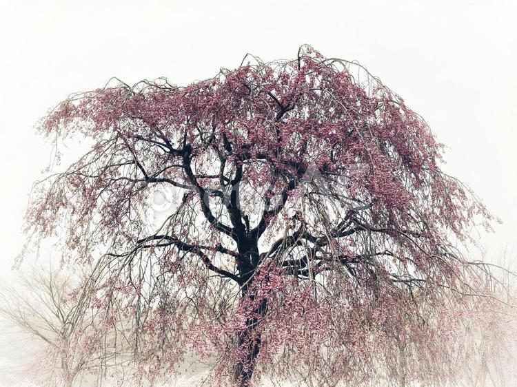 雨霧と枝垂桜 シダレザクラ,枝垂桜,桜の写真素材