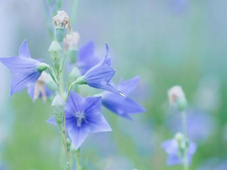 夏の公園に咲くキキョウの花の画像 夏の公園に咲くキキョウの花の画像 キキョウ,桔梗,花の写真素材