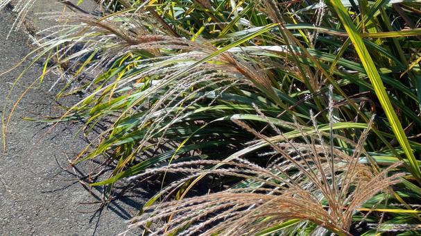 秋風に靡く銀の穂-01 秋,ススキ,自然の写真素材