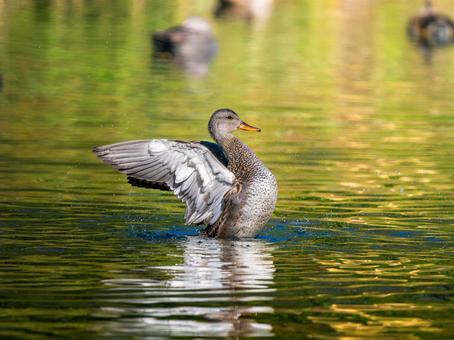 池で羽ばたくオカヨシガモ オカヨシガモ,カモ,鴨の写真素材