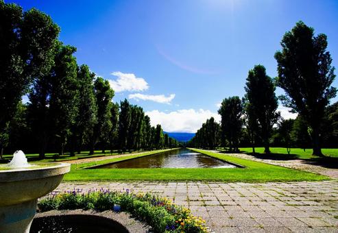 手稲森林公園のポプラ並木 手稲森林公園のポプラ並木 手稲森林公園,ポプラ並木,札幌市の写真素材