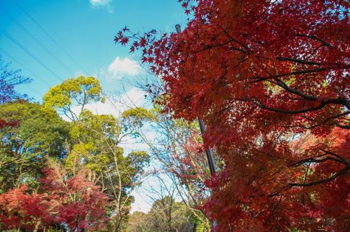 紅葉 紅葉の写真