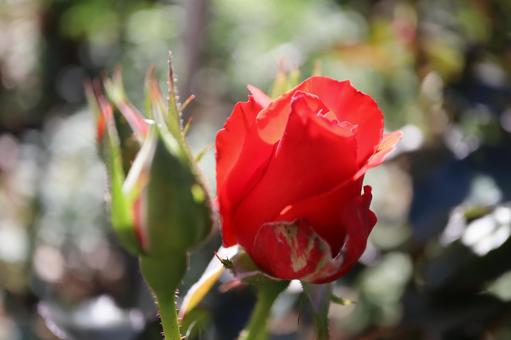 バラ園にて綺麗な薔薇を撮った写真 バラ園にて綺麗な薔薇を撮った写真の写真