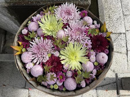 花手水 花手水,菊,手水舎の写真素材