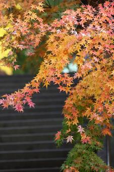 紅葉 紅葉の写真