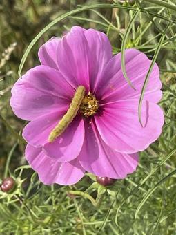 コスモスと青虫 コスモス畑,コスモス背景,秋の写真素材