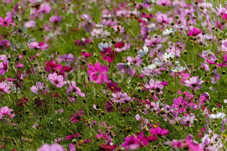 ピンクが主役のコスモス畑 コスモス,花畑,ピンクの写真素材