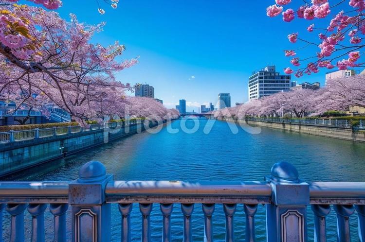 街の中にある川と桜07 桜,街並み,川の写真素材