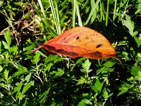 【風景写真】晩秋の風景 落ち葉,植物,季節の写真素材