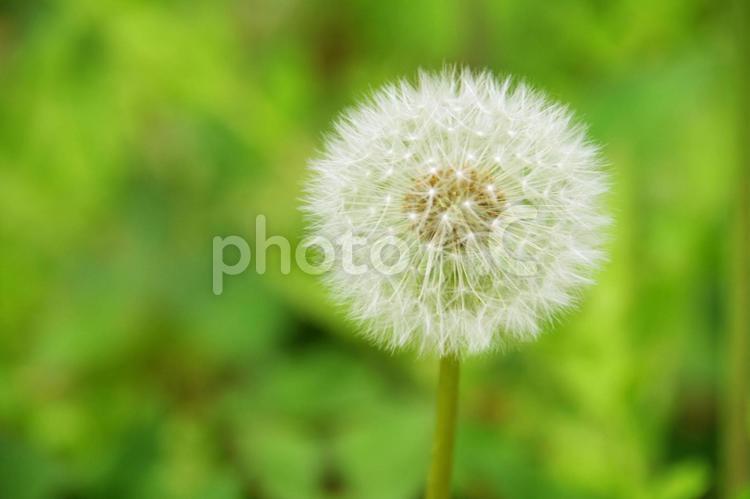 たんぽぽの綿毛 04 spring,くさ,くさばなの写真素材