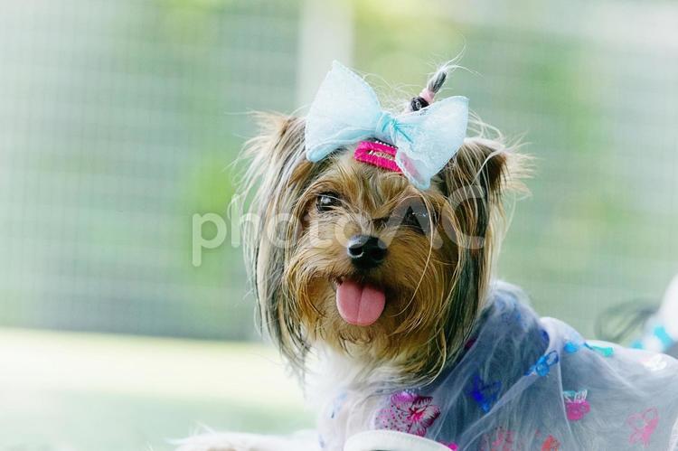 ワンコの顔（ヨークシャーテリア） 犬,ヨーキー,ヨークシャーテリアの写真素材