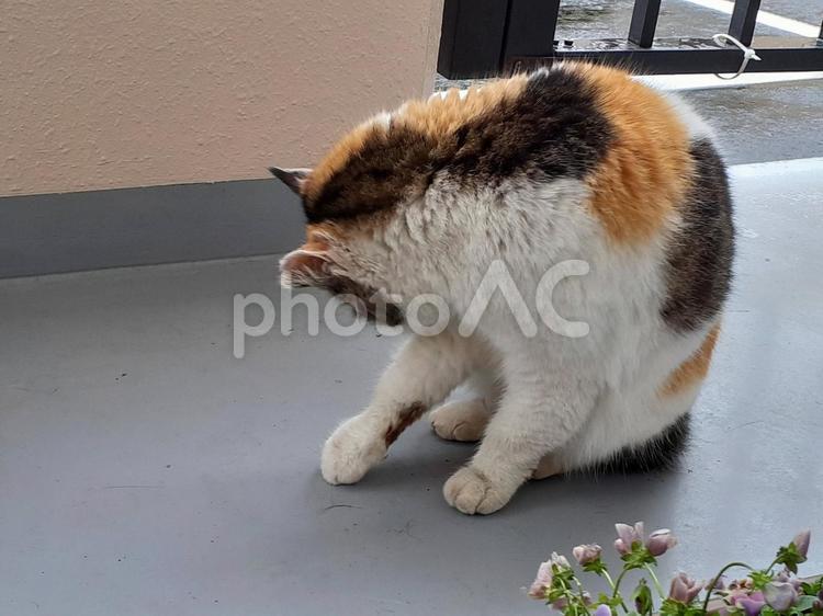 ちょっと失礼 ミケ,三毛猫,キャットの写真素材