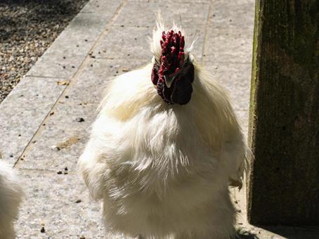 Majestic white Silkie chicken, JPG Majestic white Silkie chicken, JPG