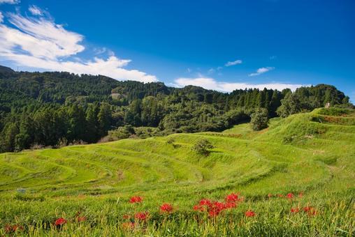 秋の大山千枚田 秋の大山千枚田 千葉県,千枚田,彼岸花の写真素材