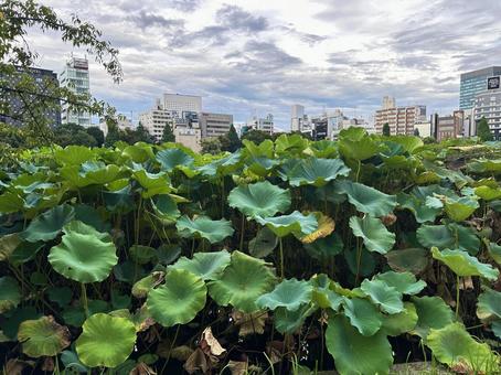 上野恩賜公園　＜東京＞ 景色,公園,公共公園の写真素材