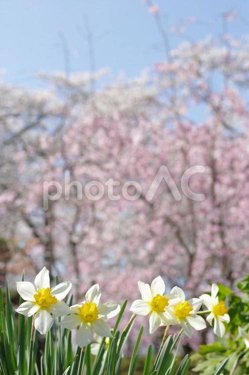 水仙と桜 水仙,スイセン,桜の写真素材