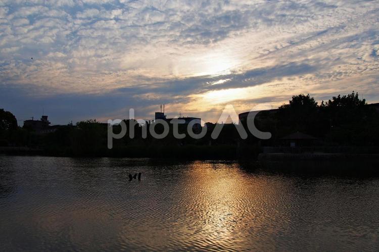 5月のたそがれの公園風景 市場池公園,たそがれ,黄昏の写真素材