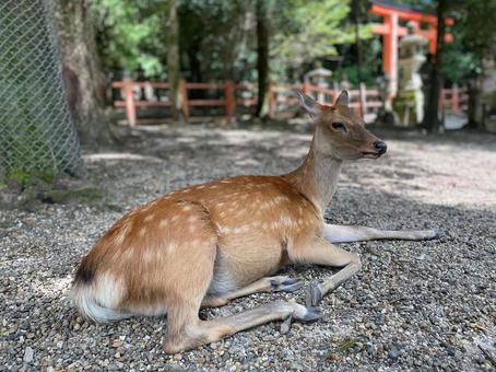 鹿 鹿の写真