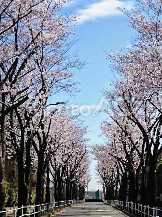 桜並木 木,季節,風景の写真素材
