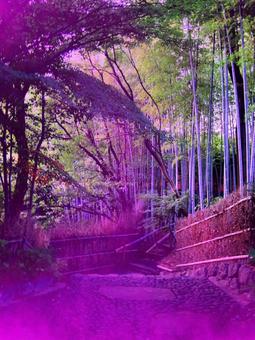天鵝園夢幻霧竹林 天鵝園夢幻霧竹林