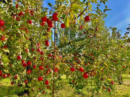 りんごの木 りんご,林檎,収穫の写真素材