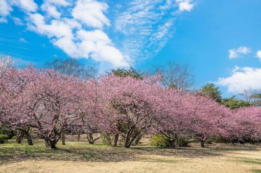 公園の河津桜 公園の河津桜の写真