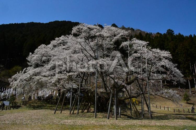 岐阜　淡墨桜 ぎふ,岐阜県,岐阜の写真素材