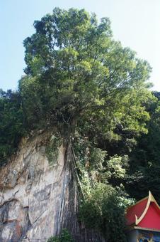 Photo, wood, leaf, root of a tree, 