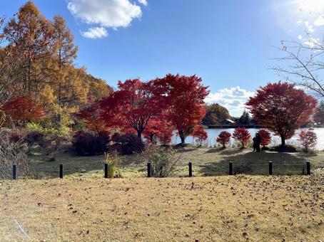 紅葉 紅葉,秋,自然の写真素材