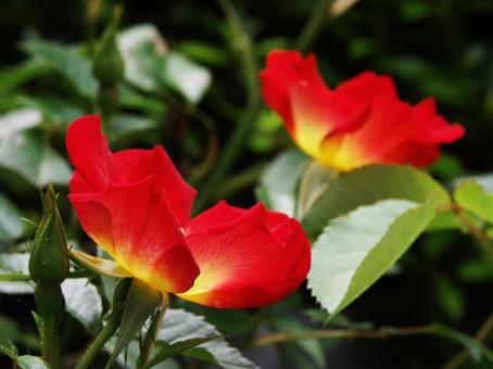 バラ・薔薇 咲く風景 バラ・薔薇 咲く風景の写真