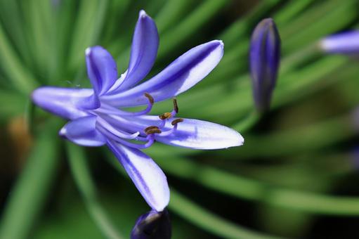 Photo, agapanthus, purple clam, murasaki kunsiran, 