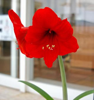 アマリリスの写真