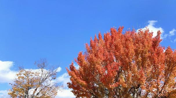 紅葉と青空 紅葉と青空の写真