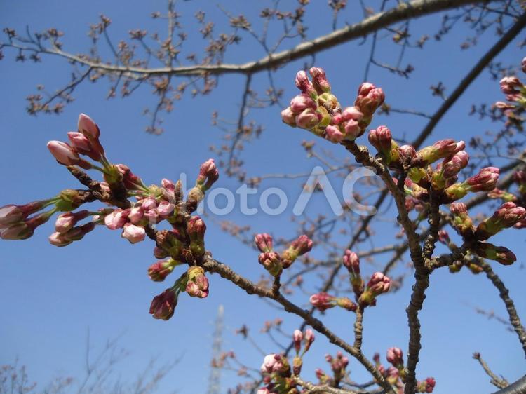 桜　さくら　サクラ さくら,しょくぶつ,サクラの写真素材