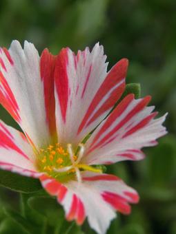 ハナスベリヒユの花_14 ポーチュラカ,ハナスベリヒユ,花の写真素材