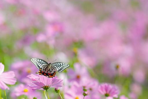 コスモスの花に止まるアゲハ蝶 コスモスの花に止まるアゲハ蝶の写真