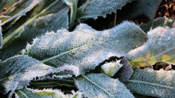 真っ白な霜が降りた11月の河口湖の朝 霜,朝,秋の写真素材