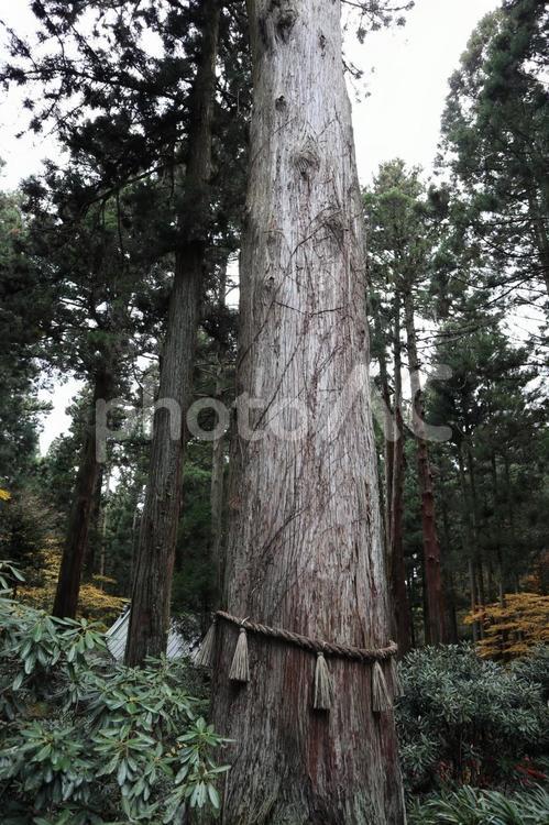御岩神社　御神木 アウトドア,ウォーキング,ハイキングの写真素材