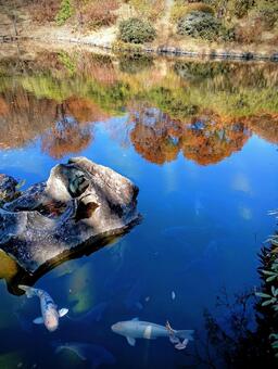 赤城自然園　鯉　　群馬県渋川市 赤城自然園,鯉,群馬県渋川市の写真素材