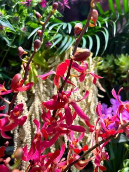 ビビットな植物 花,風景,ビビットの写真素材