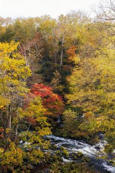 滝見橋の紅葉 滝見橋の紅葉 滝見橋の紅葉,紅葉,阿寒湖の写真素材