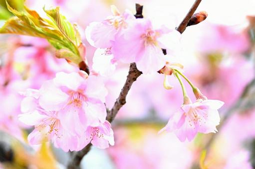 Pink Cherry Blossoms, JPG