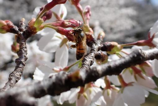 Photo, cherry blossoms, bee, a bee, 