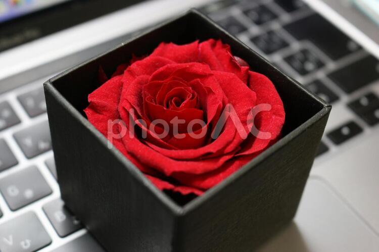 PC上のロボ 薔薇,バラ,キーボードの写真素材