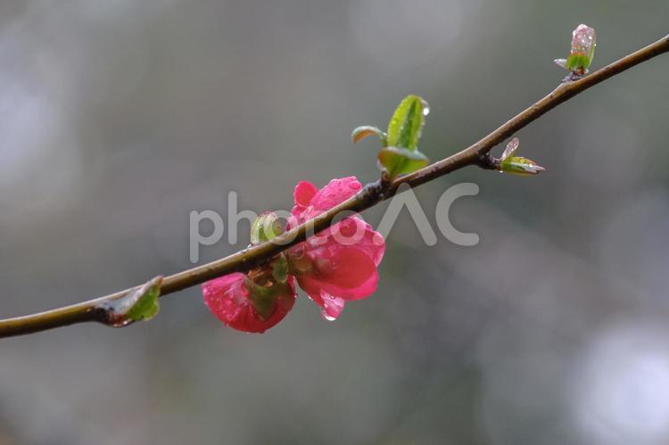 東京赤坂にある氷川神社で雨に濡れるボケ花 クサボケ,ボケ,伝統的なの写真素材