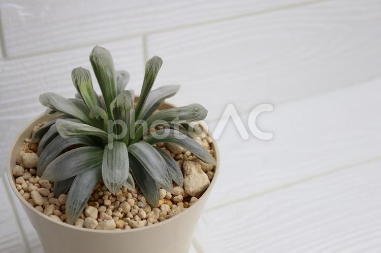 多肉植物｜透明感のあるハオルチアを撮影 多肉植物,ハオルチア,haworthiaの写真素材